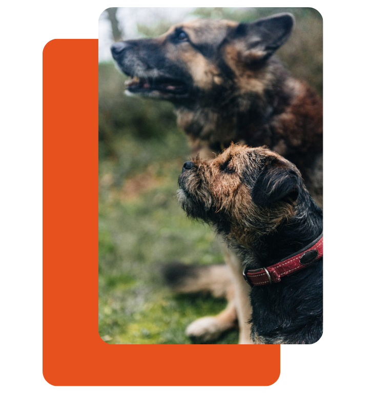 fabricantes de tasajo para perros