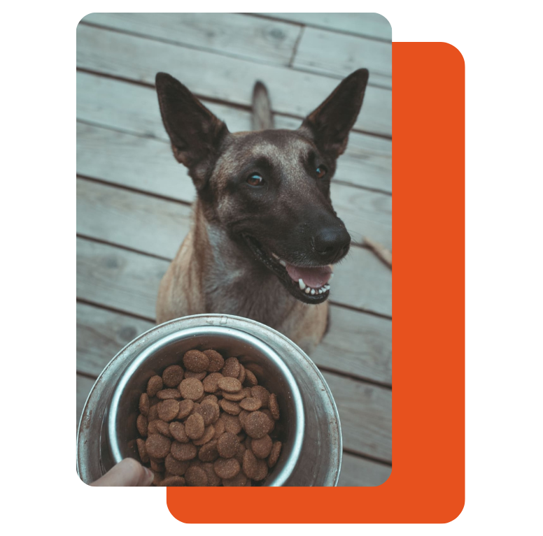 fabricantes de tasajo para perros