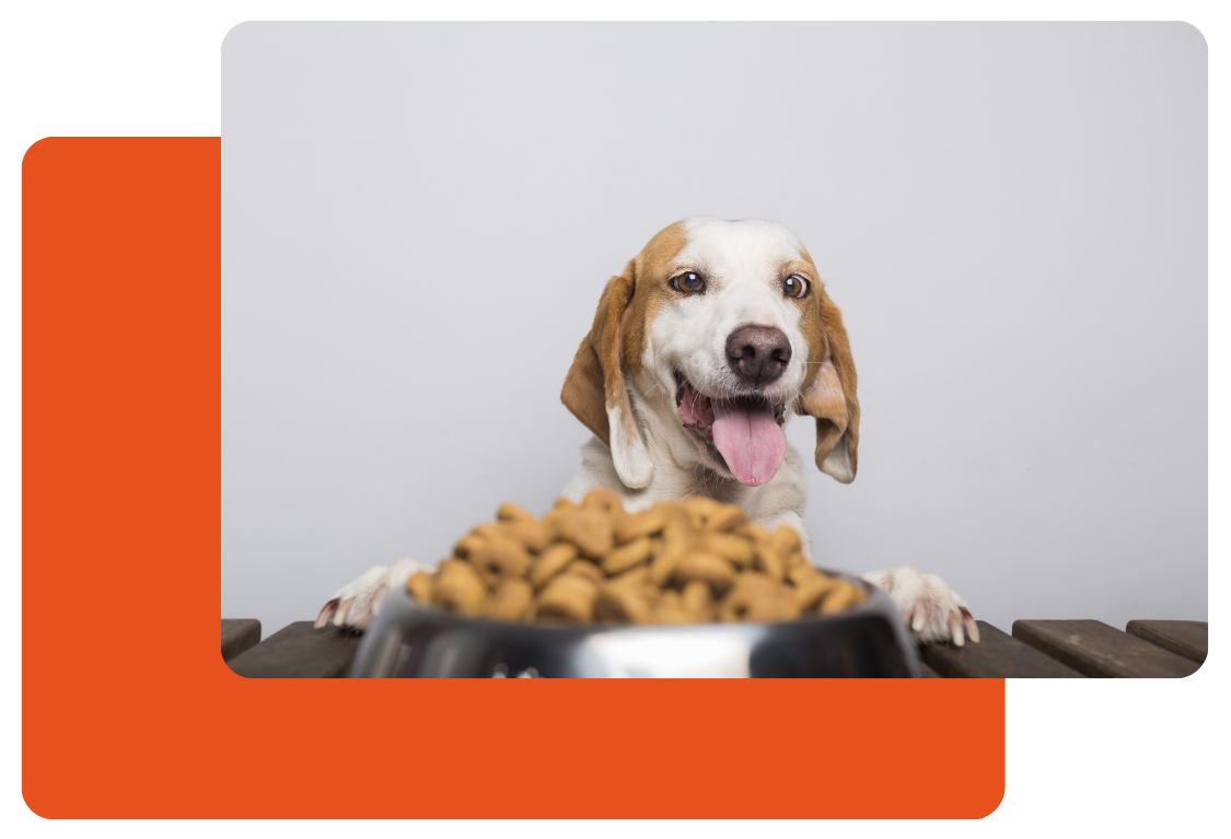 tasajo para perros